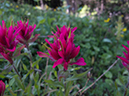 %_tempFileName2013-07-24_1_Dolomite_Pass_Banff_NP-1%