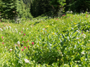 %_tempFileName2013-07-24_1_Dolomite_Pass_Banff_NP-13%