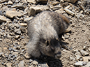 %_tempFileName2013-07-24_1_Dolomite_Pass_Banff_NP-26%