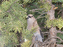 %_tempFileName2013-07-25_2_Icefield_Parkway_Banff_NP-22%