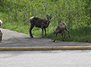 %_tempFileName2013-07-28_2_Miette_Hot_Springs_Jasper-2%