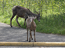 %_tempFileName2013-07-28_2_Miette_Hot_Springs_Jasper-3%