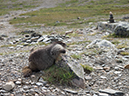 %_tempFileName2013-07-30_1_Carvell_Meadows_Jasper-25%