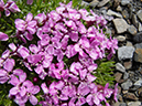 %_tempFileName2013-07-30_1_Carvell_Meadows_Jasper-52%