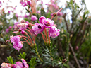%_tempFileName2013-07-30_1_Carvell_Meadows_Jasper-63%