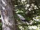 %_tempFileName2013-07-30_1_Carvell_Meadows_Jasper-66%