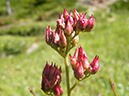 %_tempFileName2013-07-30_1_Carvell_Meadows_Jasper-75%