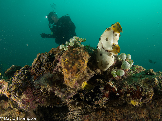 %_tempFileName2013_02_21-1-Sinwa-Maru-Wreck-23%