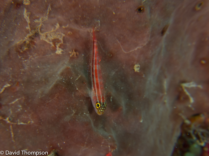 %_tempFileName2013_02_26-1-Zero-Plane-and-Reef-71%