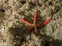 %_tempFileName2013_02_22-3-Pantal-Dusuru-Night-Dive-4%