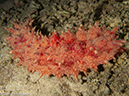 %_tempFileName2013_02_22-3-Pantal-Dusuru-Night-Dive-7%