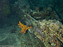 %_tempFileName2013_02_26-1-Zero-Plane-and-Reef-4%