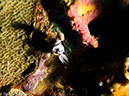 %_tempFileName2013_02_26-2-Batu-Tiga-2%