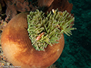 %_tempFileName2013_02_26-2-Batu-Tiga-36%