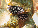 %_tempFileName2013_02_26-2-Batu-Tiga-44%