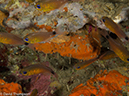 %_tempFileName2013_02_26-2-Batu-Tiga-7%