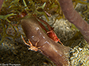 %_tempFileName2013_02_26-3-Made-Gila-30%