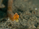 %_tempFileName2013_02_26-3-Made-Gila-36%