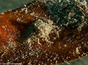 %_tempFileName2013_02_26-3-Made-Gila-39%