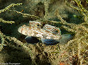 %_tempFileName2013_02_26-3-Made-Gila-53%