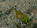 %_tempFileName2013_02_26-3-Made-Gila-7%