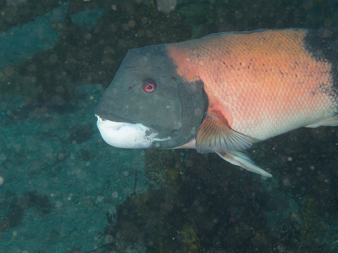 %_tempFileName2012-09-14_4_Santa_Barbara_Island_Sea_Lion_Rookery-20-Edit%