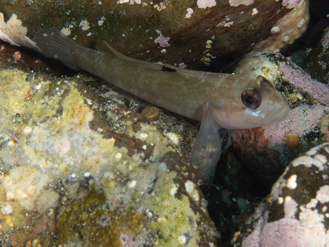 %_tempFileName2012-09-14_4_Santa_Barbara_Island_Sea_Lion_Rookery-35%