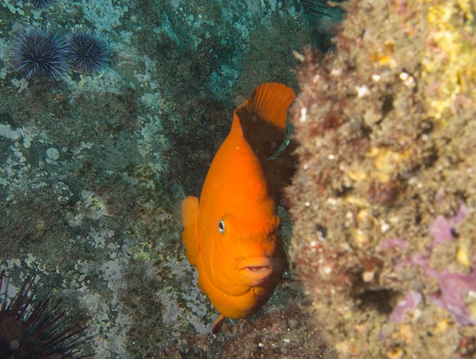 %_tempFileName2012-09-14_4_Santa_Barbara_Island_Sea_Lion_Rookery-7%