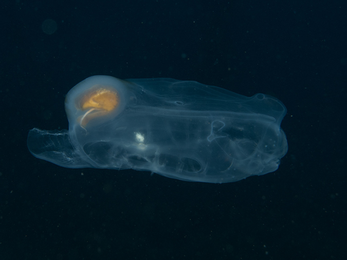 %_tempFileName2012-09-15_1_Anacapa_Island_Arch_Point-17%