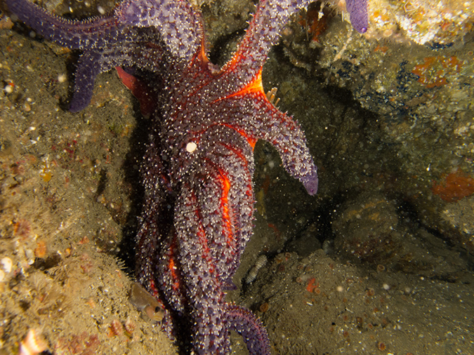 %_tempFileName2012-09-15_4_Santa_Cruz_Flame_Reef-48%