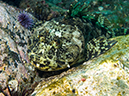 %_tempFileName2012-09-14_4_Santa_Barbara_Island_Sea_Lion_Rookery-58%