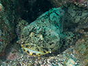 %_tempFileName2012-09-14_4_Santa_Barbara_Island_Sea_Lion_Rookery-62%