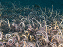 %_tempFileName2012-09-15_1_Anacapa_Island_Arch_Point-2%