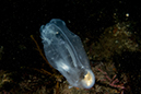 %_tempFileName2012-09-15_1_Anacapa_Island_Arch_Point-37%