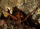 %_tempFileName2012-09-15_1_Anacapa_Island_Arch_Point-41%