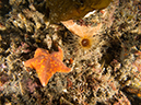 %_tempFileName2012-09-15_1_Anacapa_Island_Arch_Point-57%