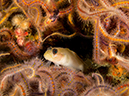 %_tempFileName2012-09-15_2_Anacapa_Island_Coral_Reef-12-Edit%