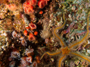 %_tempFileName2012-09-15_2_Anacapa_Island_Coral_Reef-23%