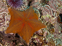 %_tempFileName2012-09-15_2_Anacapa_Island_Coral_Reef-29%