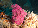 %_tempFileName2012-09-15_2_Anacapa_Island_Coral_Reef-3%