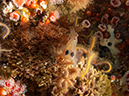 %_tempFileName2012-09-15_2_Anacapa_Island_Coral_Reef-5%