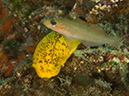 %_tempFileName2012-09-15_3_Santa_Cruz_Flame_Reef-12%