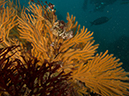 %_tempFileName2012-09-15_3_Santa_Cruz_Flame_Reef-15%