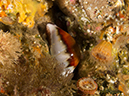 %_tempFileName2012-09-15_3_Santa_Cruz_Flame_Reef-47%