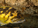 %_tempFileName2012-09-15_3_Santa_Cruz_Flame_Reef-54%