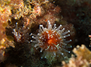 %_tempFileName2012-09-15_4_Santa_Cruz_Flame_Reef-17%