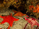 %_tempFileName2012-09-15_4_Santa_Cruz_Flame_Reef-23%