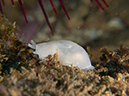 %_tempFileName2012-09-15_4_Santa_Cruz_Flame_Reef-30%