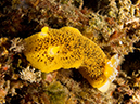 %_tempFileName2012-09-15_4_Santa_Cruz_Flame_Reef-40%