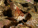 %_tempFileName2012-09-15_4_Santa_Cruz_Flame_Reef-44%